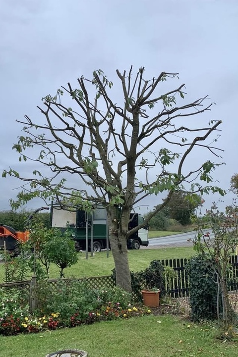 Tree Shaping