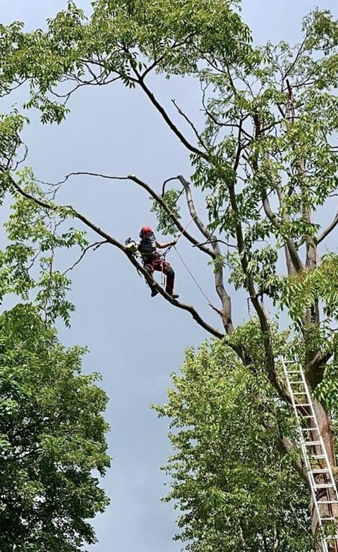Tree Thinning