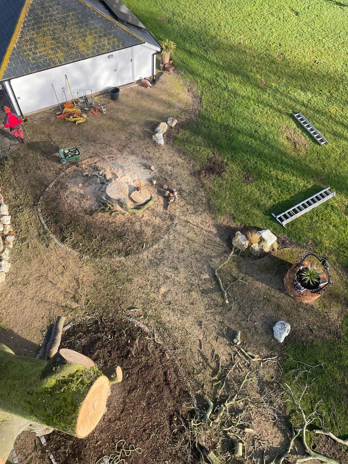 Tree Health Assessment